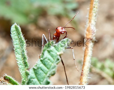 Red and black desert ant in a natural enviroment. Genus Cataglyphis.    