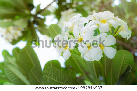 Frangipani flower or Plumeria alba with green leaves in summer. Gentle white petals of plumeria flowers with yellow at center. Health and spa background. Relax in tropical garden. Temple tree.  