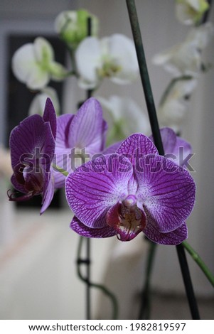 Orchid flower, flower, Orchid, Orchid flower picture, orkide çiçeğinin fotoğrafı