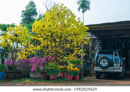 The apricot tree blooms in front of the house on a spring morning. This is a flower symbolizing the Lunar New Year of the Vietnamese people in the countryside