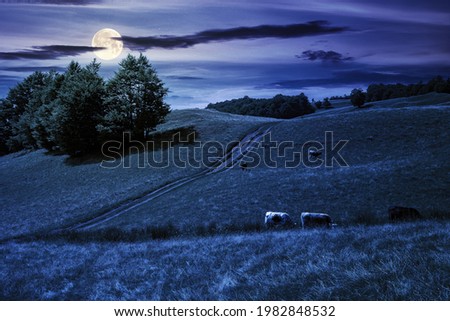 mountain landscape with pasture at night. beech trees on the hill in full moon light. beautiful countryside rural scenery in summer