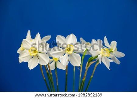 Daffodil narcissus flowers bouquet on a blue background isolated copy space for text