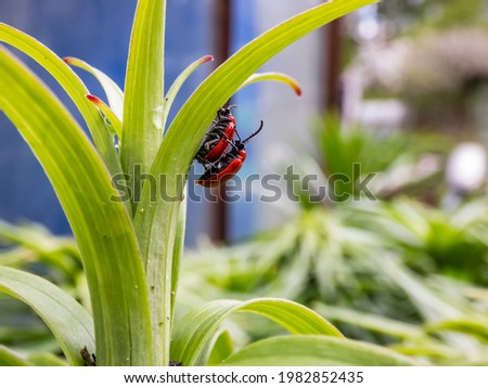 Macro shot of two adult scarlet lily beetle (Lilioceris lilii) pair mating on a green lily plant leaf blade in garden. Mating behavior of male crawling on top of the female's back