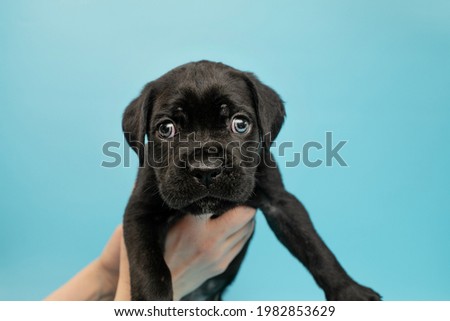 Black puppy on a blue background. Little Cane Corso. Dog show. Pedigree dog. Portrait of a puppy with blue eyes. Account picture.