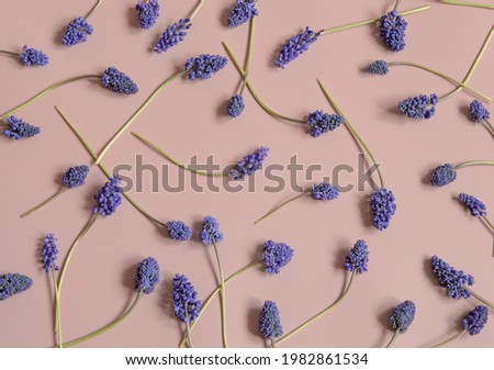 Creative spring composition with mouse hyacinth flowers spread on the surface top view.