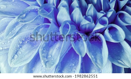 background of gentle blue flower