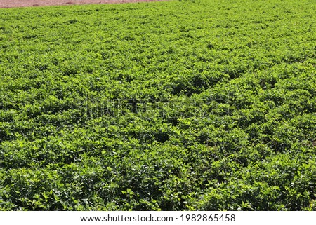 Green alfalfa  field. Animal feed.