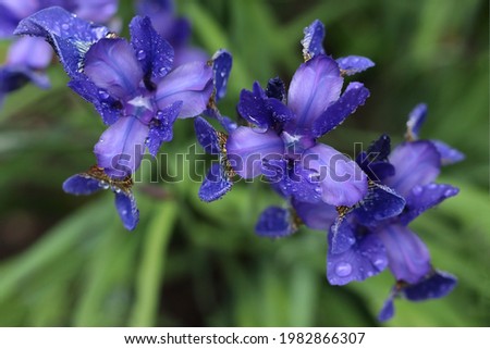 Close-up of a purple flowers Iris on blurred green natural background.  Purple Iris Germanica or Bearded Iris on the background of bright green garden. Iridaceae. Spring flowers  with rain drops