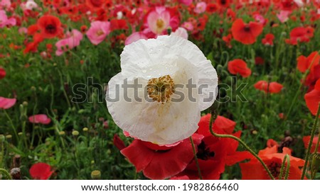Close up of a white 'Papaver rhoeas' flower against a bright nature background.