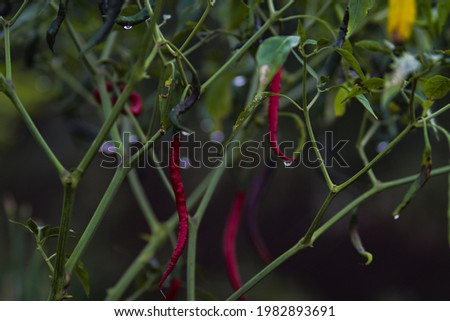 Fresh curly red chilies hanging on the tree in the fields ready to harvest. Selective focus of Hot chili pepper agriculture stock images.