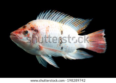 Experience the vibrant beauty of a high quality,studio shot red tilapia fish in an underwater aquarium,captured in stunning detail and isolated on a captivating black background.