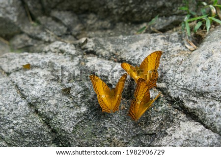 Beautiful butterflies in the Chaloem Phra Kiat Thai National Park, Prachan, Ratchaburi, Thailand