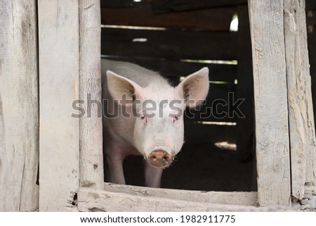 A pig looking through the door of a barn