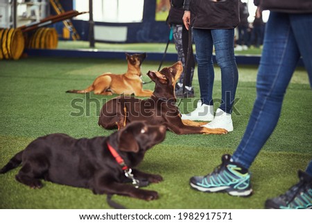 Canines being trained by experienced dog handlers Royalty-Free Stock Photo #1982917571