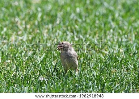 close up of a sparrow with a seed in her beak standing in in the green grass