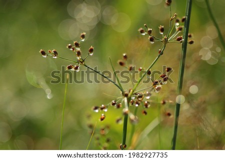 a grass with dew drops