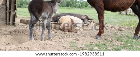 Lazy pig lying in a dirt