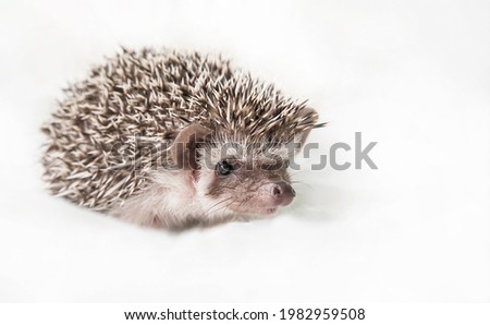 Cute African pygmy hedgehog on a light white background. African pygmy hedgehog looks straight into the camera
