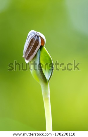 The Germination Of A Sunflower