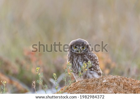 Young little owl Athene noctua he stands on a stone and watches..