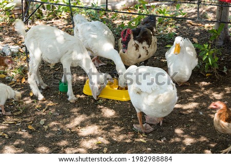 feeding free range goats and goose at Hiraya Farm in the Philippines