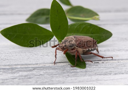 On a wooden background lies a green twig on the leaves of which a large brown chafer crawls