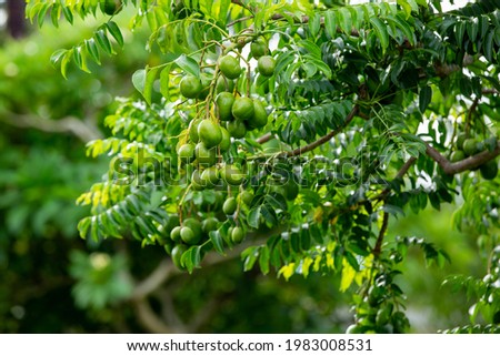Hog plum, (Spondias mombin), also called yellow mombin, ornamental tree of the cashew family (Anacardiaceae), native to the tropical Americas.