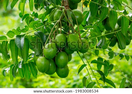 Hog plum, (Spondias mombin), also called yellow mombin, ornamental tree of the cashew family (Anacardiaceae), native to the tropical Americas.