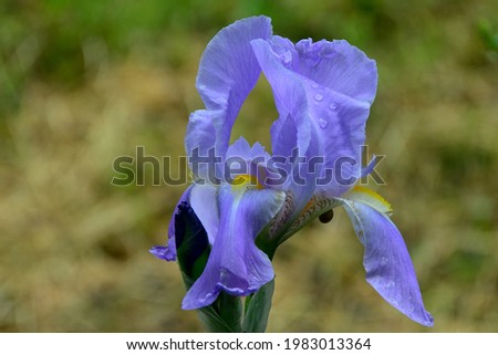 Iris  germanica is the accepted name for a species of flowering plants in the family Iridaceae.