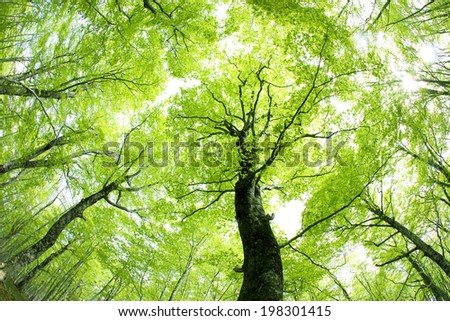 A Beech Forest Of Fresh Green Royalty-Free Stock Photo #198301415