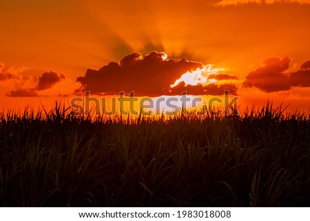 sun setting over the sugar cane field