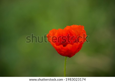 beautiful textured red poppy, blurred background