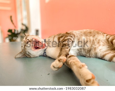 Sleepy cat yawning on blue sofa with colorful pink background. Asian cat, open mouth, canine, tongue.