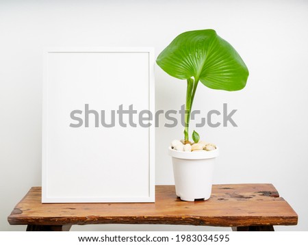 Mock up poster wooden frame  and botanical Proiphys amboinensis green leave house plant in white pot set on wood bench in white room