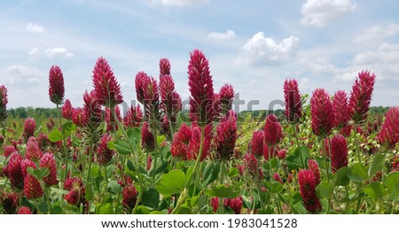 Red field of clover In Ohio