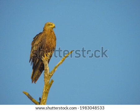 Steppe eagle sits on a tree branch outdoors on a summer sunny day in the wild, close-up, side view.