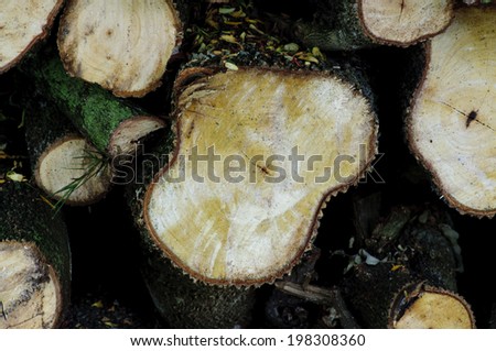 tree stump background
