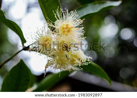 A wasp trying to collect honey from the Java apple or wax apple flower