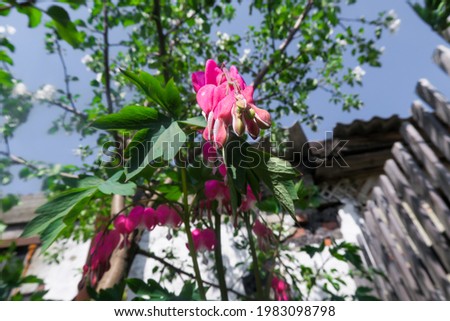 Pink flower on the background of greenery and sky
