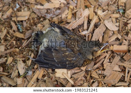 A dead bird in the forest.The chick that fell out of the nest.