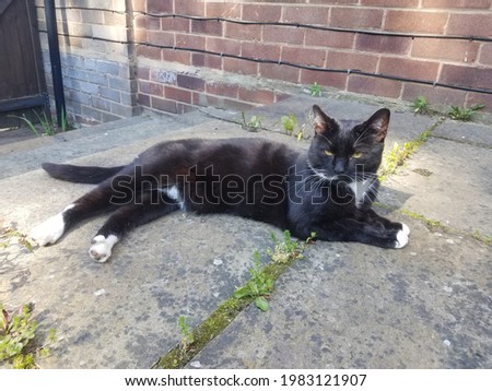 Tuxedo cat sunbathing in the garden fully aware of his fabulousness 