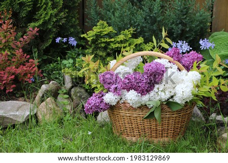 Wicker basket with white and purple lilac bush flowers on grass in a spring garden.