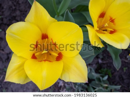 image of many beautiful tulip flowers in a spring garden 