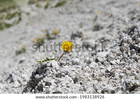 yellow dandelion growing on the ground of chalk rocks close up landscape