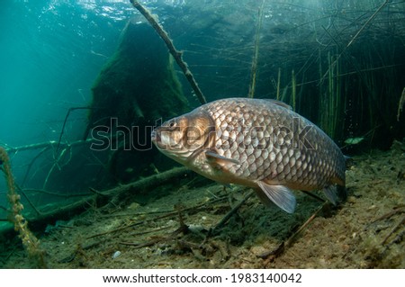 Underwater picture of a crucian carp in clear shallow water of a lake in Slovakia. Royalty-Free Stock Photo #1983140042