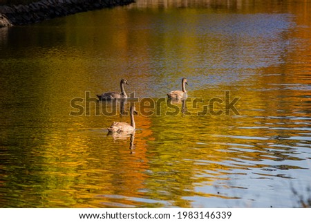 Autumn on a beautiful river with swans