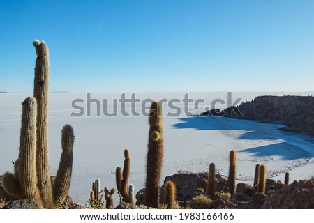 Cactus and mountains in Uyuni.
