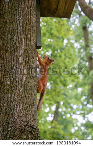 Squirell on the tree in the forest. Minsk, Belarus