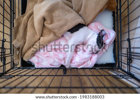 Adorable Boston Terrier puppy, lying on a pink blanket sleeping. She is safe in a crate pen. Seen from above looking down.