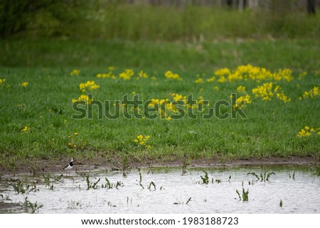 close-up of a meadow with green grass and perennial oilseed rape in some shoots blooming yellow flowers and a bird standing by the puddle